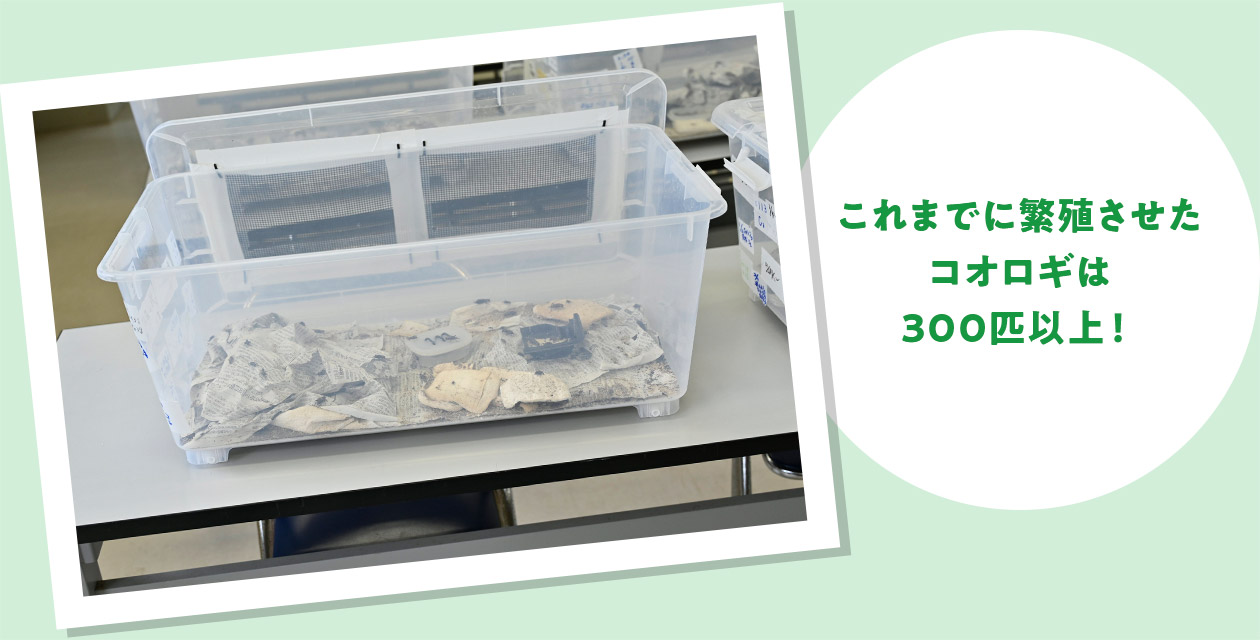 これまでに繁殖させたコオロギは300匹以上!