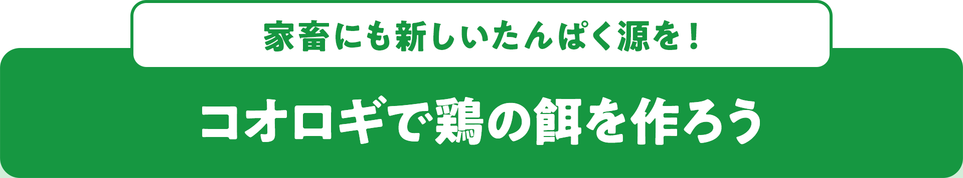 家畜にも新しいたんぱく源を! コオロギで鶏の餌を作ろう